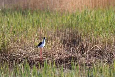 Black winged stilt Stock Photos