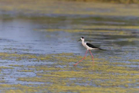 Black winged stilt Stock Photos