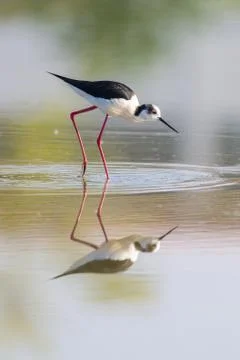 Black winged stilt Stock Photos
