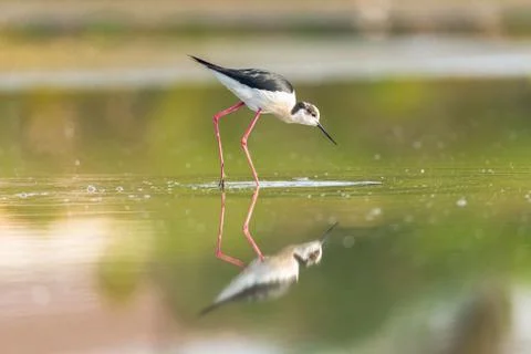Black winged stilt Stock Photos