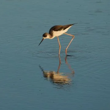 Black-winged Stilt Stock Photos