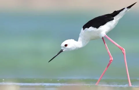 Black-winged stilt Stock Photos