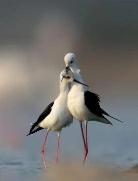 Black-winged Stilt Stock Photos