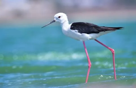 Black-winged stilt Stock Photos
