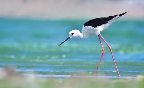 Black-winged stilt Foto stock