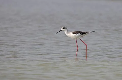 Black-winged stilt Stock Photos