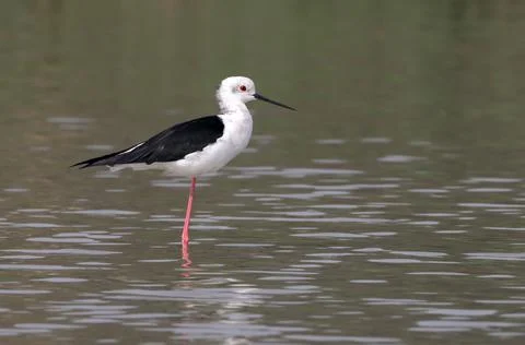 Black-winged stilt Stock Photos