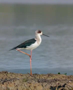 Black-winged stilt Stock Photos