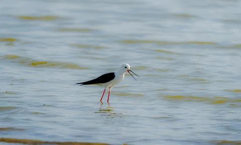 Black - winged stilt Stock-Fotos