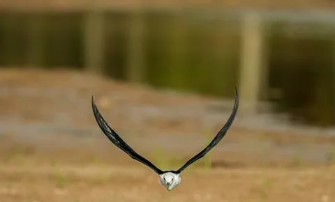 Black-winged stilt Stock-Fotos
