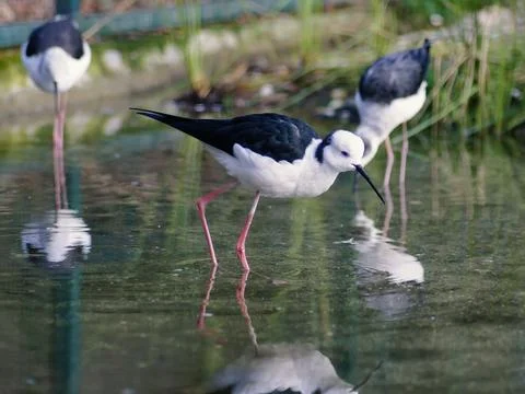 Black Winged Stilt Stock Photos