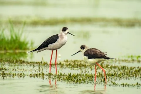 Black Winged Stilt Stock Photos