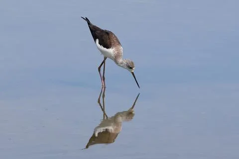 Black-winged Stilt Foto stock