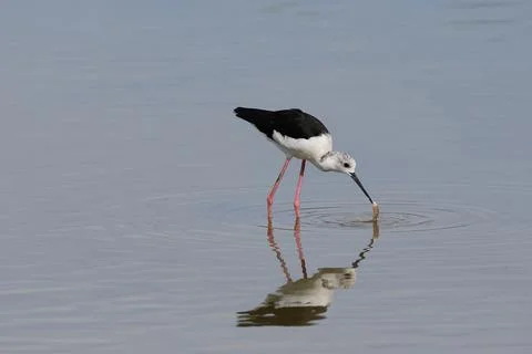 Black-winged Stilt Stock Photos