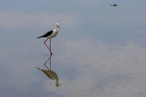 Black-winged Stilt Stock Photos
