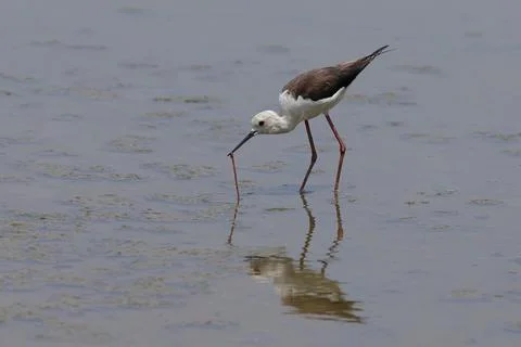 Black-winged stilt Фото