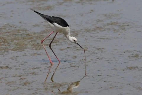 ฺBlack-winged stilt 写真素材
