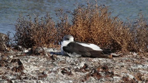 Black-winged stilt in the pond Stock Footage 71645297