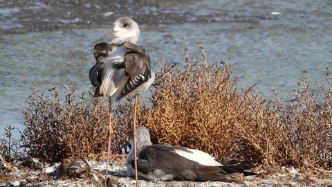 Black-winged stilt in the pond Stock-Footage 71645363