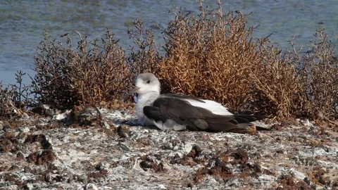 Black-winged stilt in the pond Stock-Footage 71645822