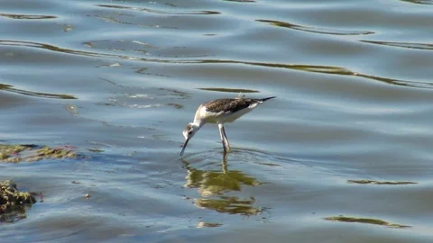 Black-winged Stilt in the salt flats 'Las Salinas' of Calpe. Stock Footage 115921702