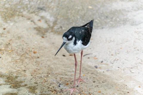 Black-winged Stilt Side View. Stock Photos