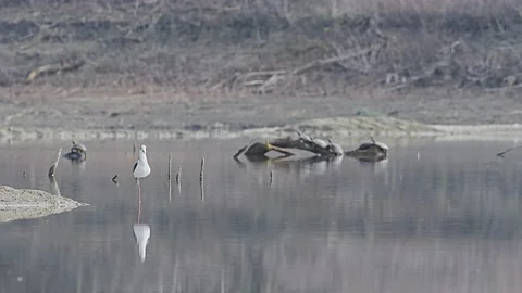 Black-winged Stilt in the spring season (Himantopus himantopus) Stock Footage 236473111