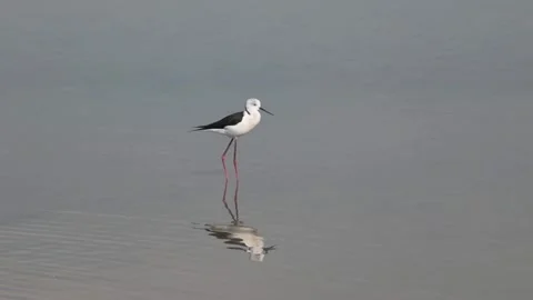 Black-winged stilt standing in shallow waters of a lake and preening Stock Footage 242497727