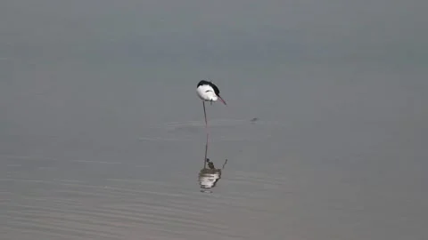 Black-winged stilt standing in shallow waters of a lake and scratching it's.. Stock Footage 243350534