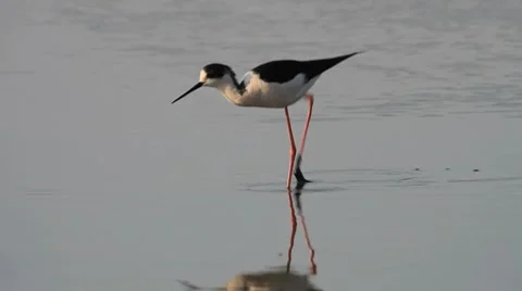 Black winged Stilt : Such a long legs / Echasse Blanche Stock Footage 8507174