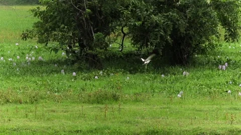 Black-winged stilt taking flight across a lush green wetland meadow Vídeo Stock 337928712