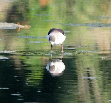 Black-winged stilt viewing reflection Foto stock