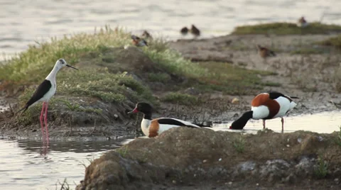 Black-Winged Stilt VS Common Shelduck / Echasse blanche contre Tadorne 01 Stock Footage 39717866