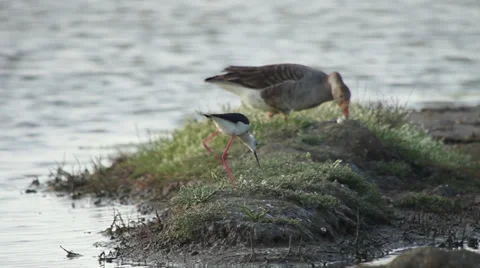 Black-Winged Stilt VS greylag geese/ Echasse blanche contre Oies cendrées Stock Footage 39718083