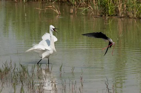 Black-winged stilt vs Little egret Stock Photos