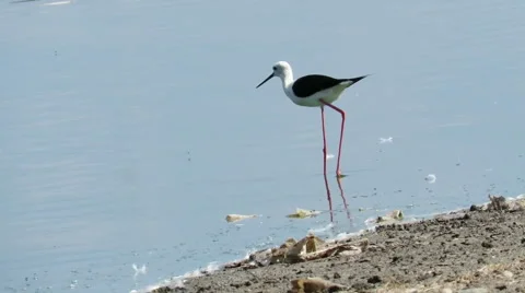 Black winged stilt wading in shallow water Stock Footage 67981068