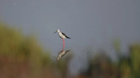 Black winged stilt wading in shallow water at sunrise searching for food fi.. Stock Footage 314129808