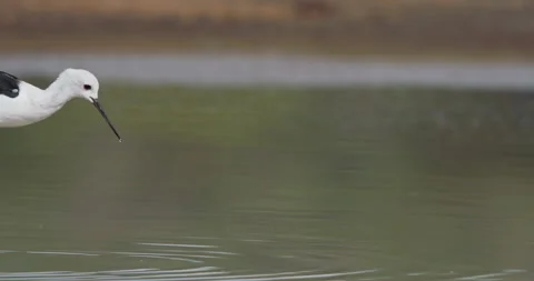 Black-winged Stilt wading in shallow lake at daytime Stock Footage 314796173