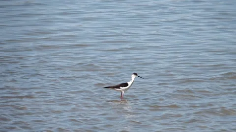 Black-Winged Stilt Wading in Shallow Water and Taking Off Stock Footage 343630727