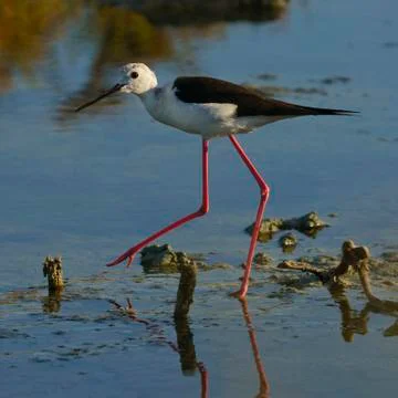 Black-Winged Stilt Walking Stock Photos