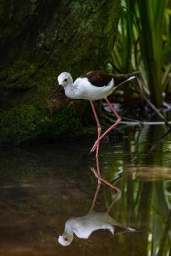 Black-winged stilt walking reflected in the water of a pond Stock Photos