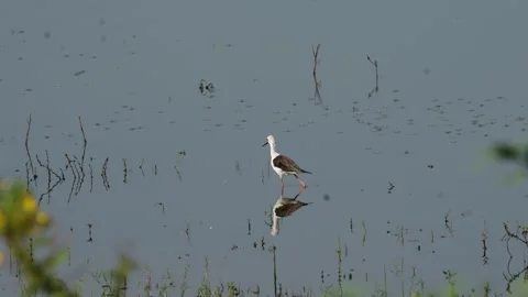 Black-winged stilt walking in shallow water in Jawai national park Stock Footage 292492297