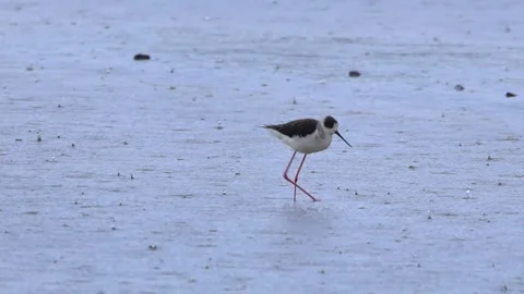 Black-winged Stilt walking in shallow water during spring in Cyprus, Himantopus  Stock-Footage 333584513