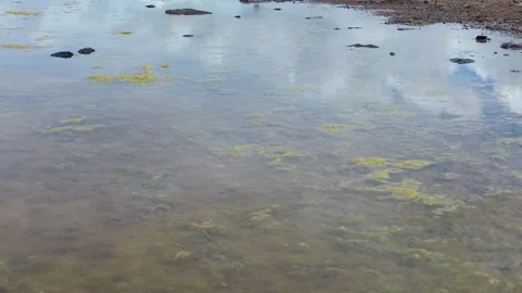 Black-Winged Stilt Walking in Shallow Water at Cabras Lagoon Sardinia Stock-Footage 341663735