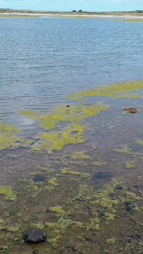Black-Winged Stilt Walking in Shallow Water at Cabras Lagoon Sardinia Stock Footage 341663772