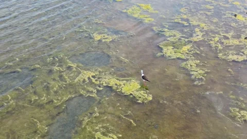 Black-Winged Stilt Walking in Shallow Water at Cabras Lagoon Sardinia Stock-Footage 341663815