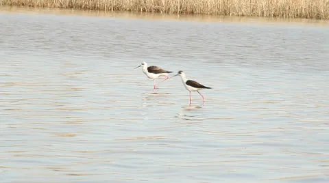 Black-winged Stilt walking through the swamp / Himantopus himantopus Stock Footage 22571008