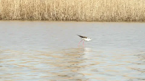 Black-winged Stilt walking through the swamp / Himantopus himantopus Stock Footage 22571588