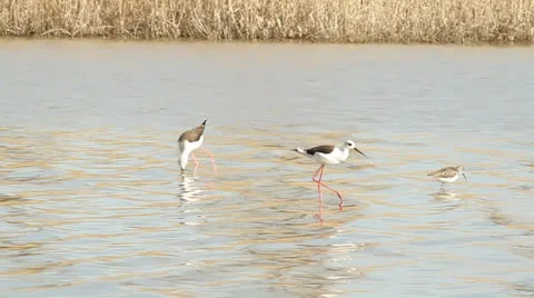 Black-winged Stilt walking through the swamp / Himantopus himantopus Stock Footage 22571966