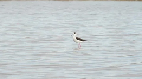Black-winged Stilt walking through the swamp / Himantopus himantopus Stock Footage 22572640